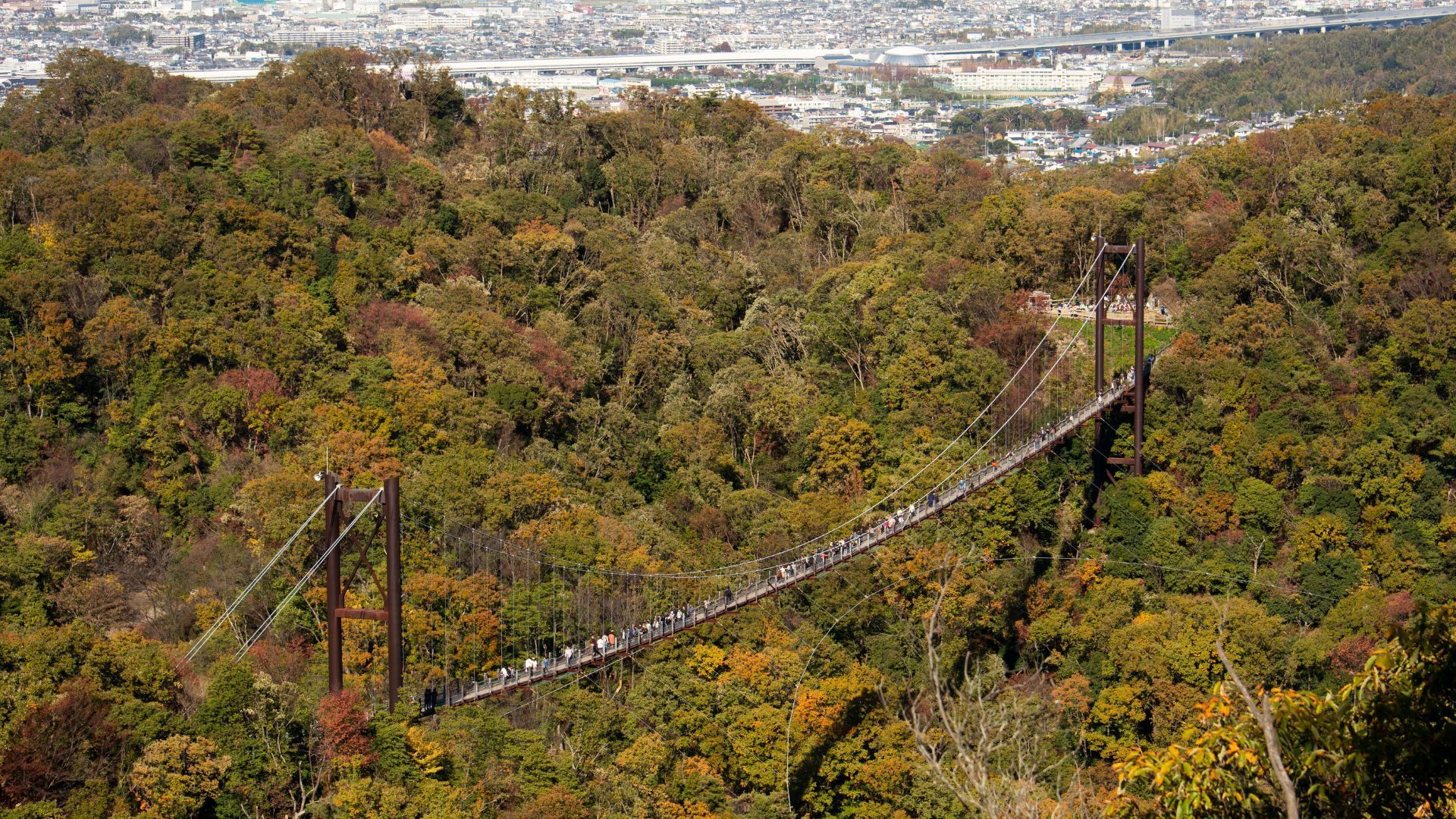 Japan forests