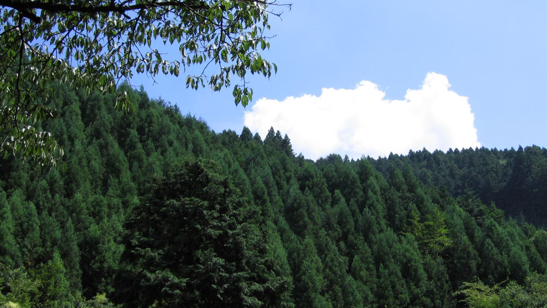 Kibune and Kurama Forest