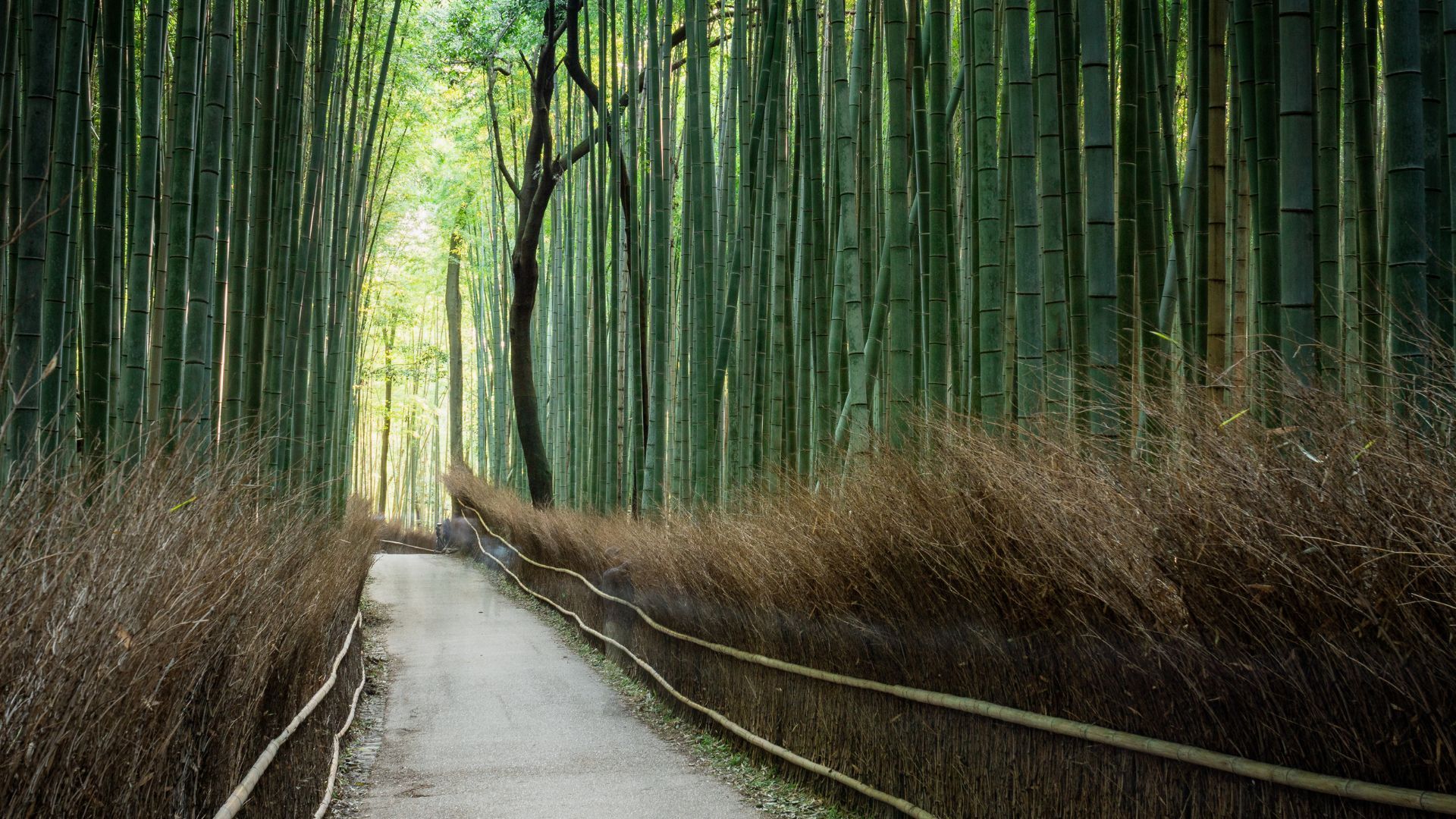 Japan forests