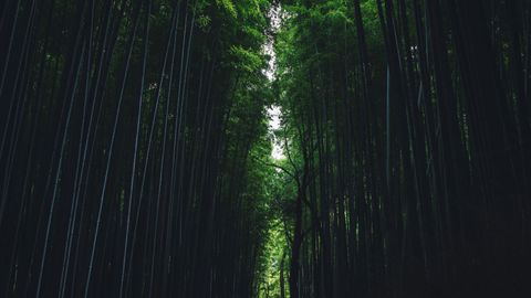 Go Forest Bathing In Japan, From Bamboo Groves To Enchanting Woods