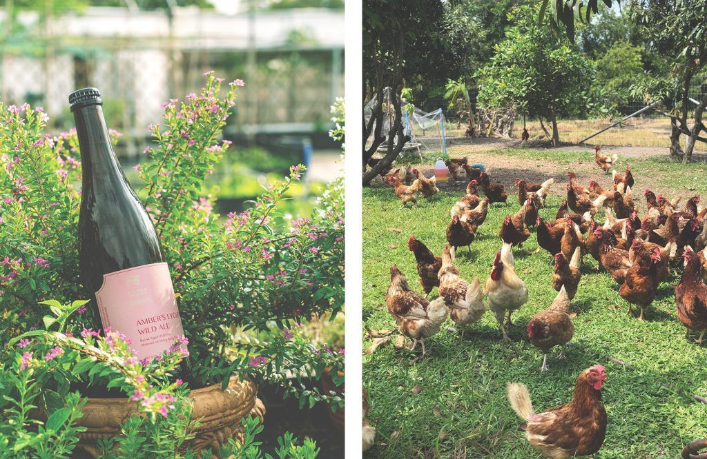Haoma's sustainable chicken farm