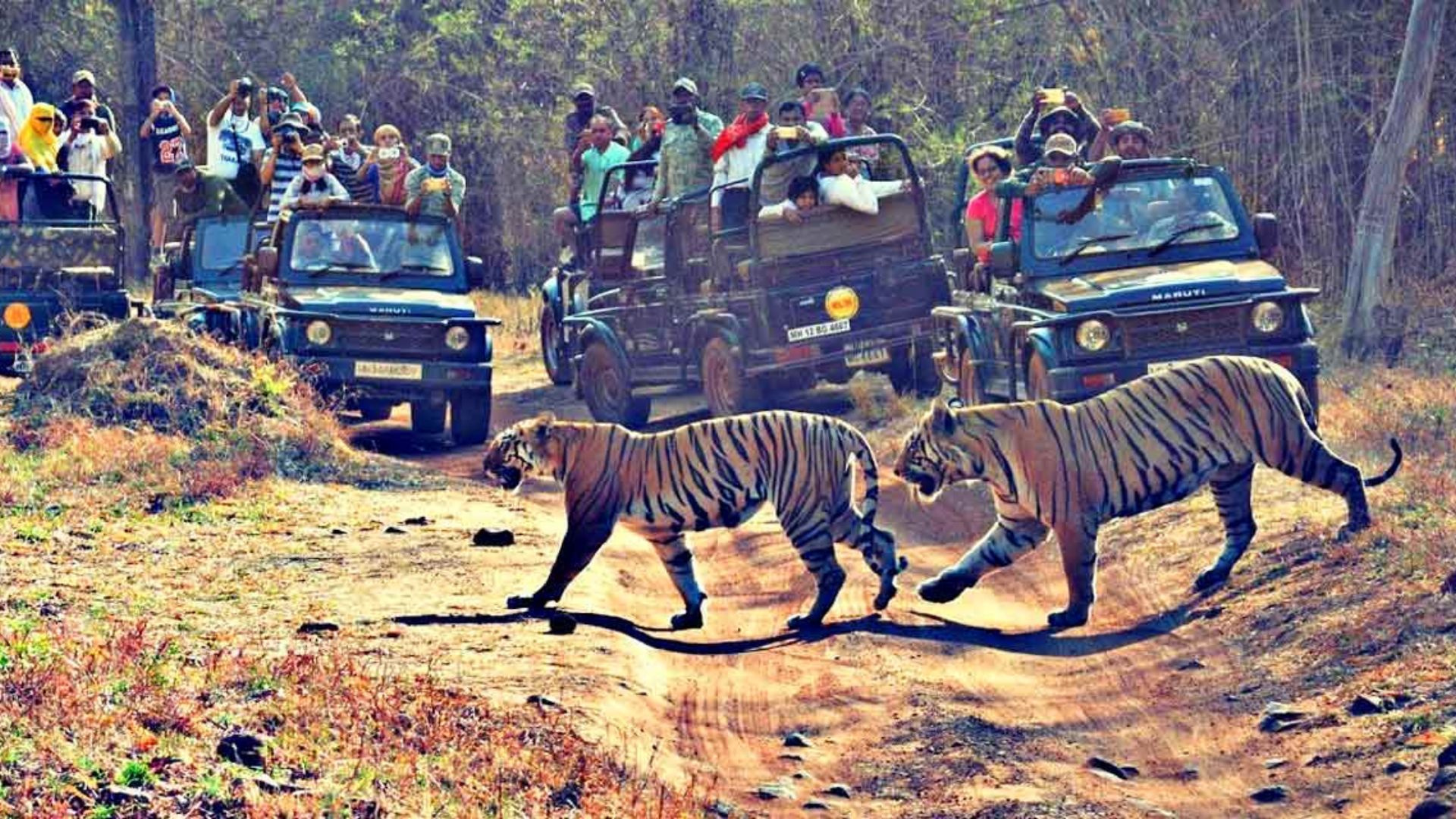 Tadoba National Park