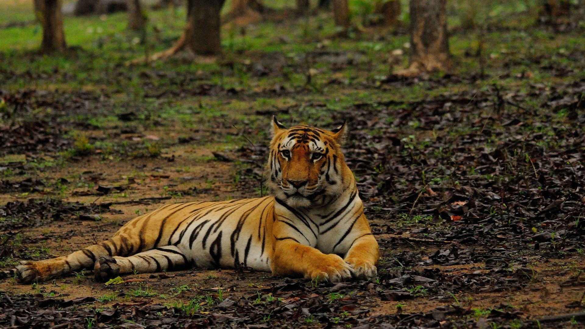 pench Tiger Reserve