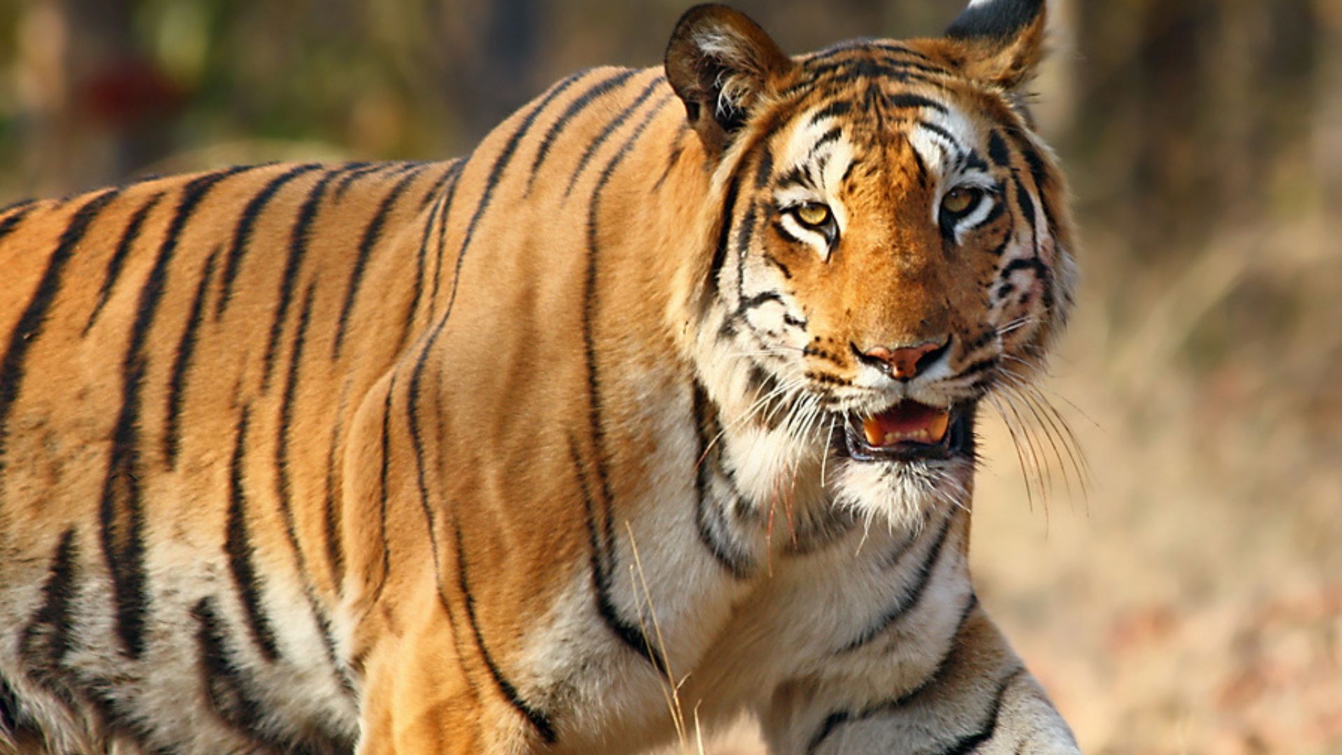 tourist places in Maharashtra