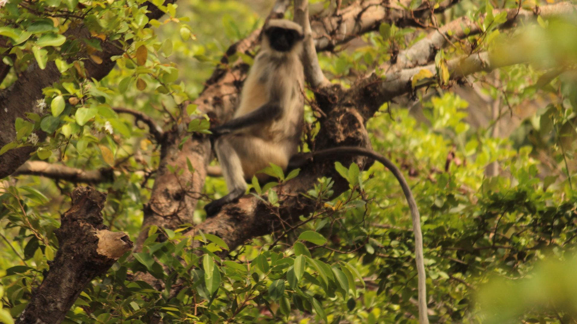 Bhimashankar wildlife sanctuary