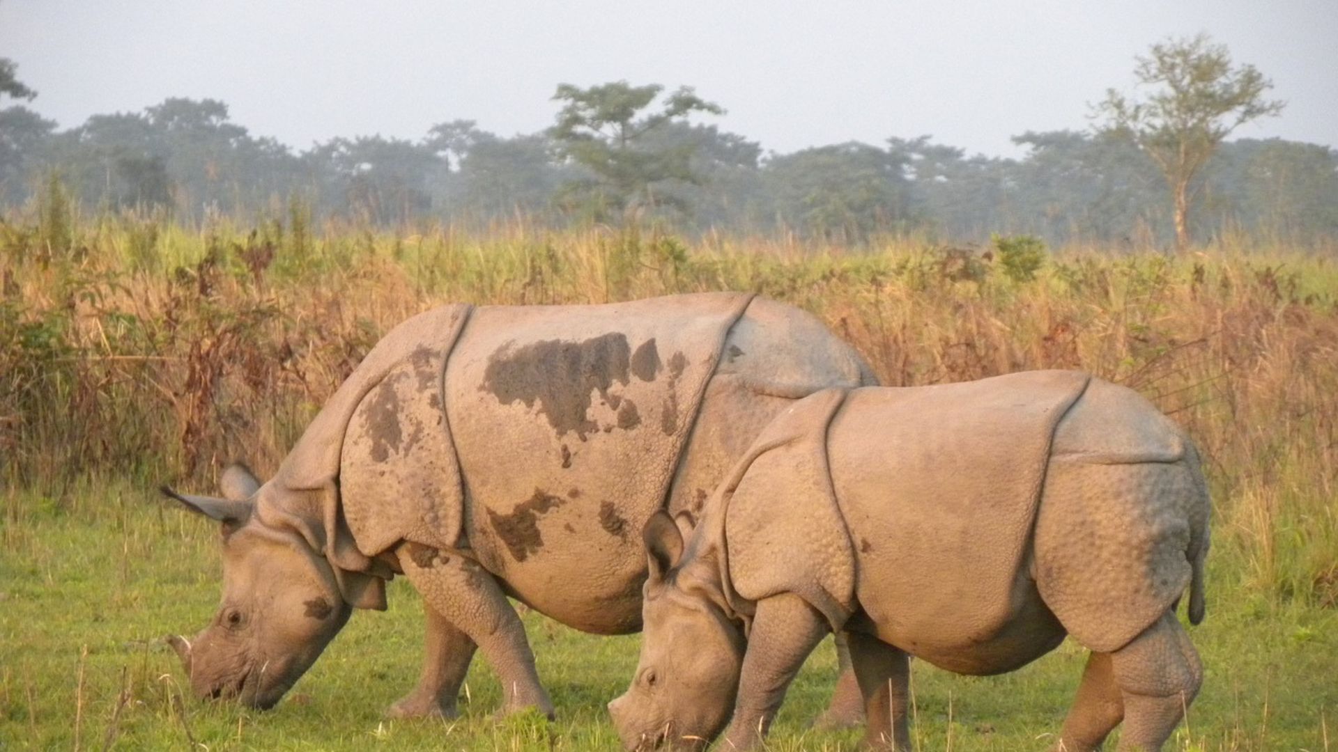 Manas National Park