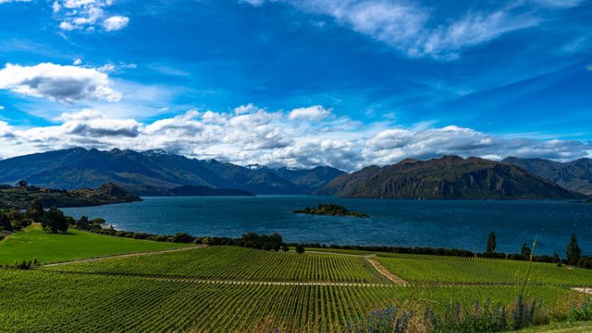 Vineyards in New Zealand