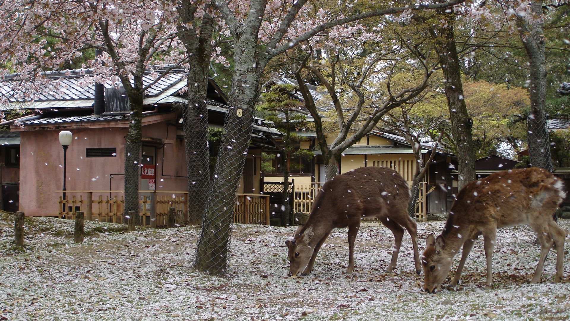 things to do in Nara