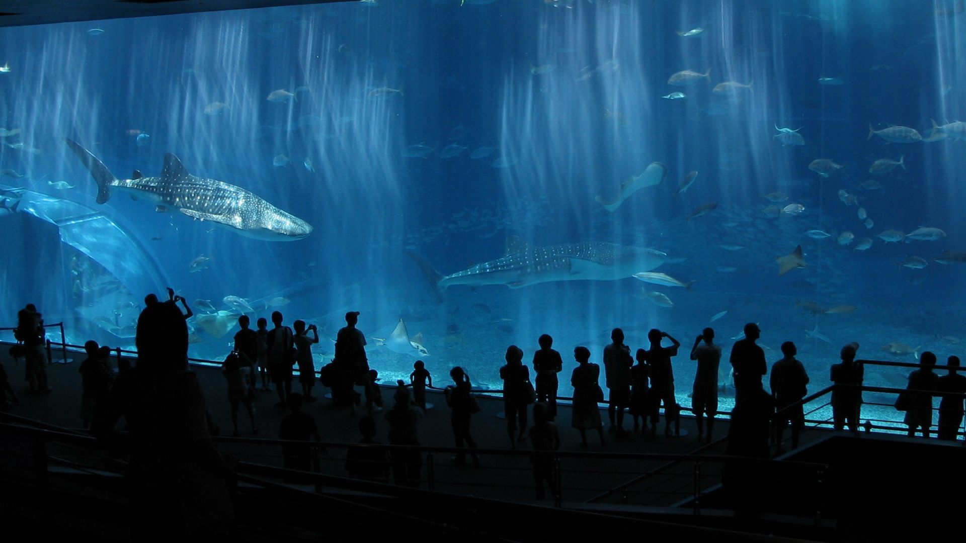 Churami Aquarium