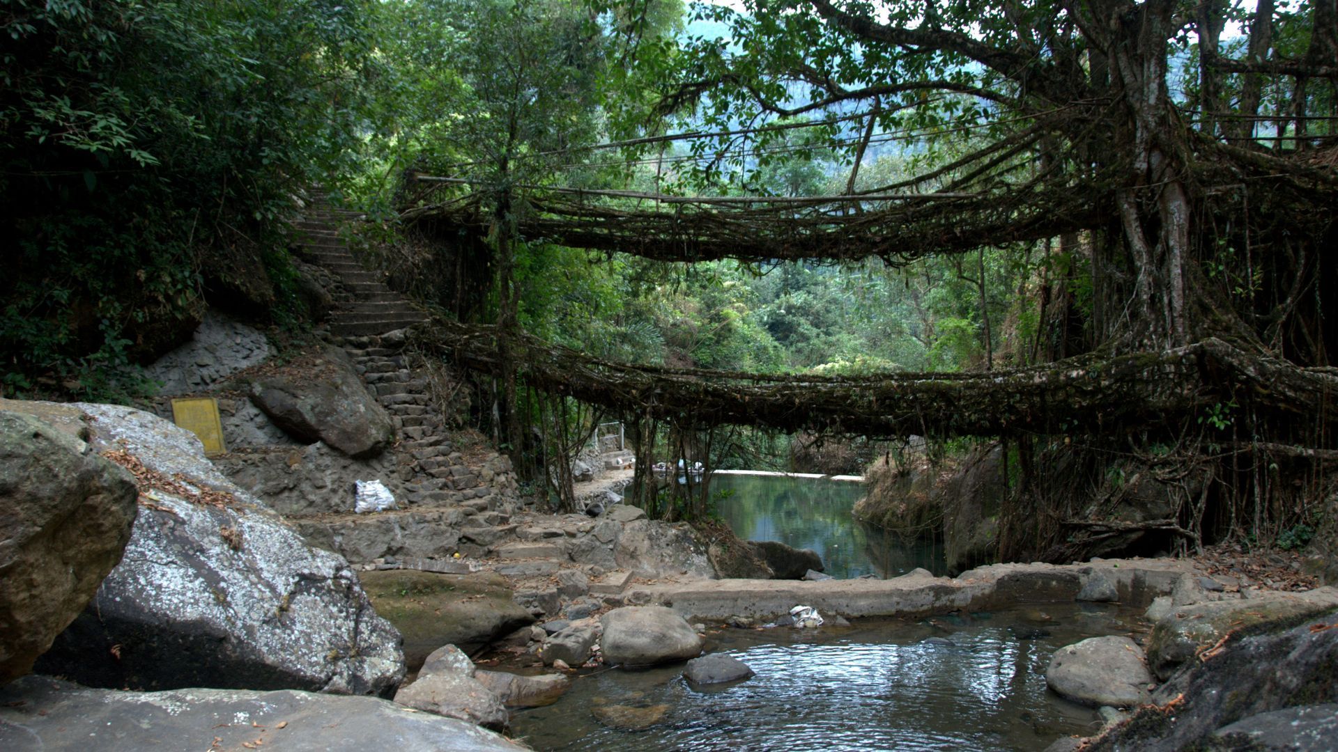 Living root bridge