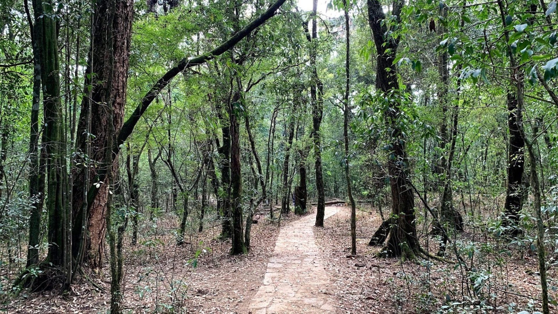 Mawphlang sacred Grove