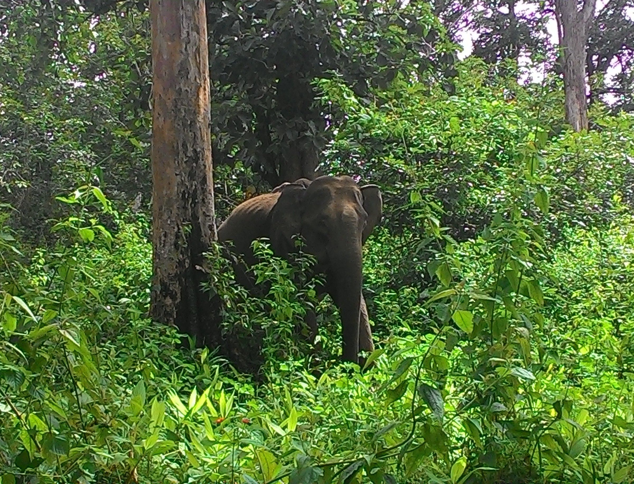 Wayanad Wildlife Sanctuary
