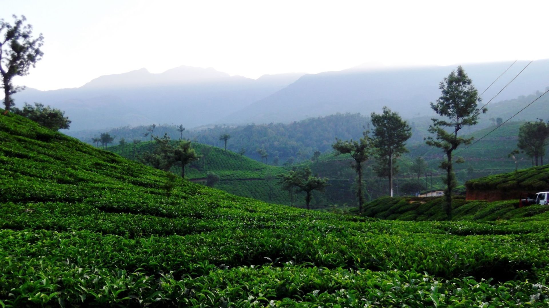 tea plantation in wayanad