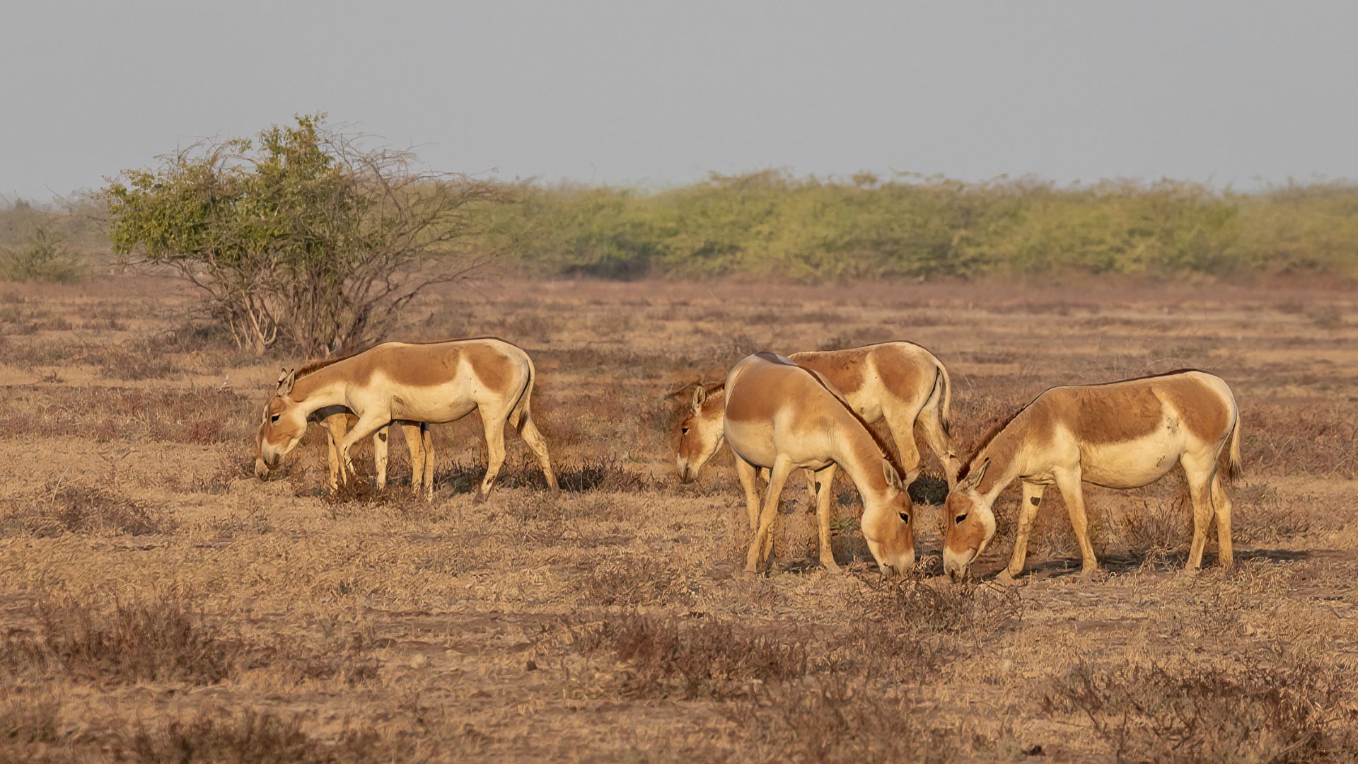wild asses