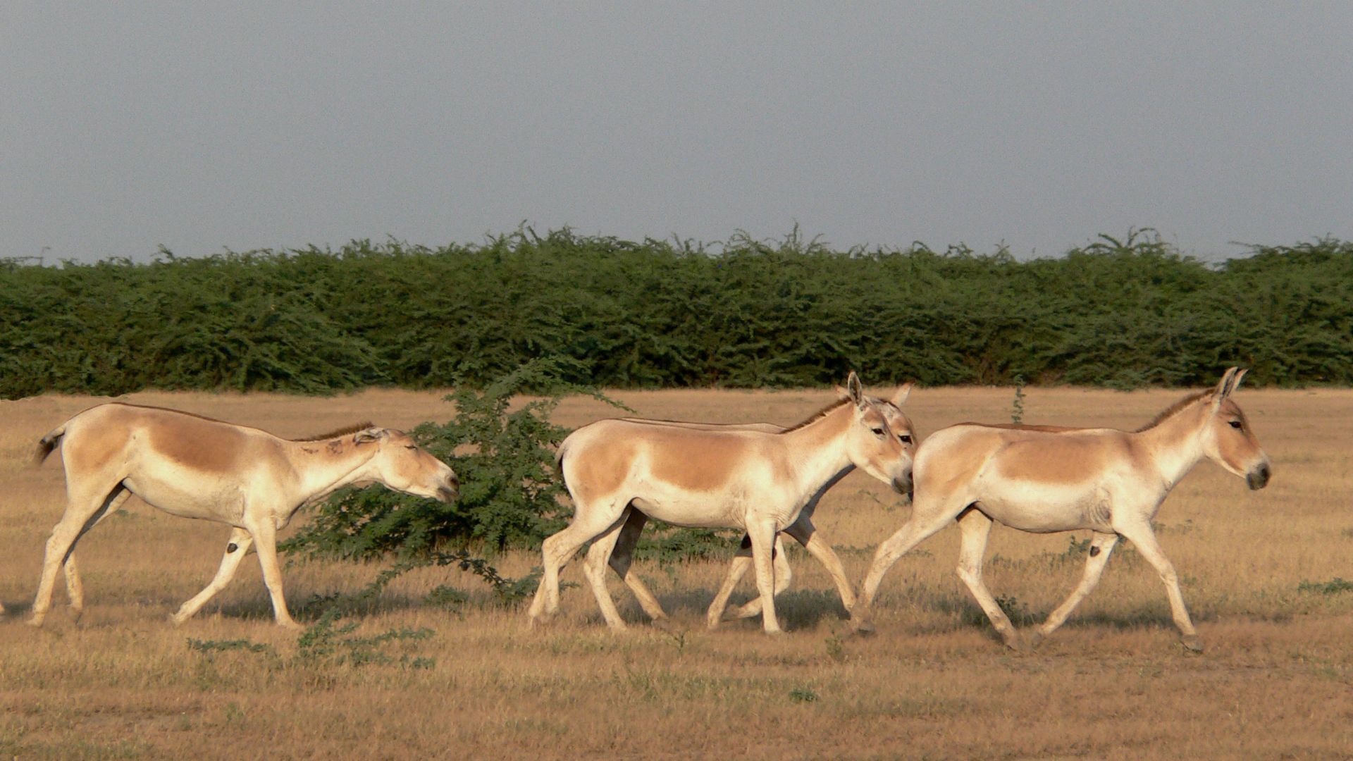 places to visit in kutch