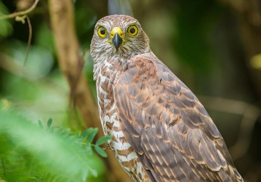 Christmas Island hawk owl