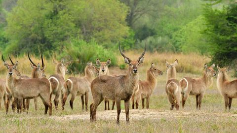 4 Tips For Planning A Positive-Impact Safari, According To A Top Travel Advisor