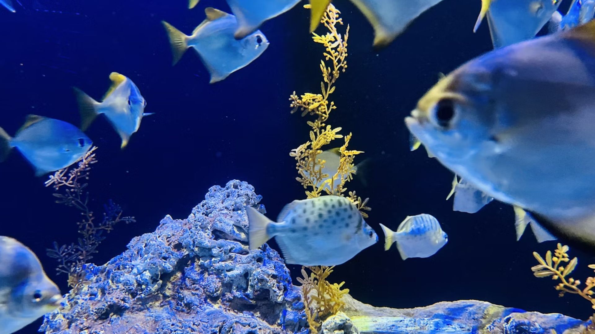 S.E.A. Aquarium, Sentosa Island, Singapore