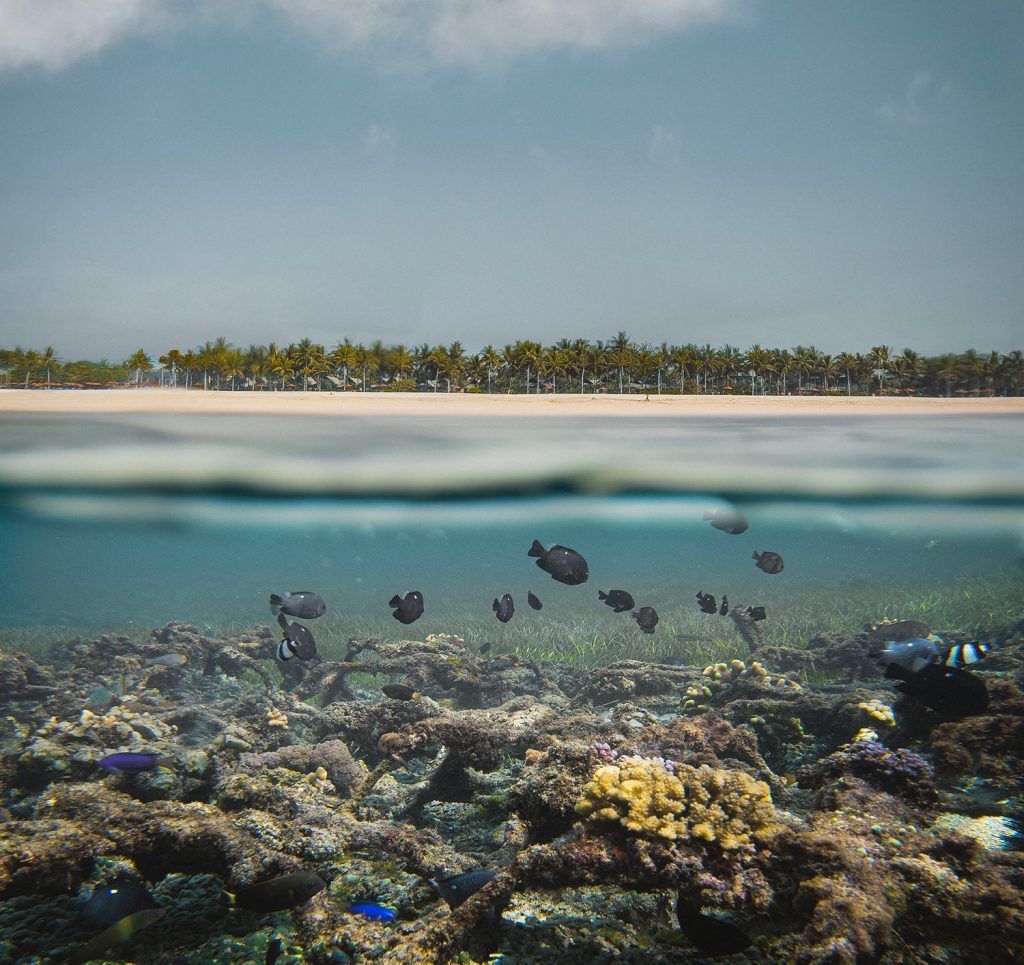 The resort's cultivated coral reef