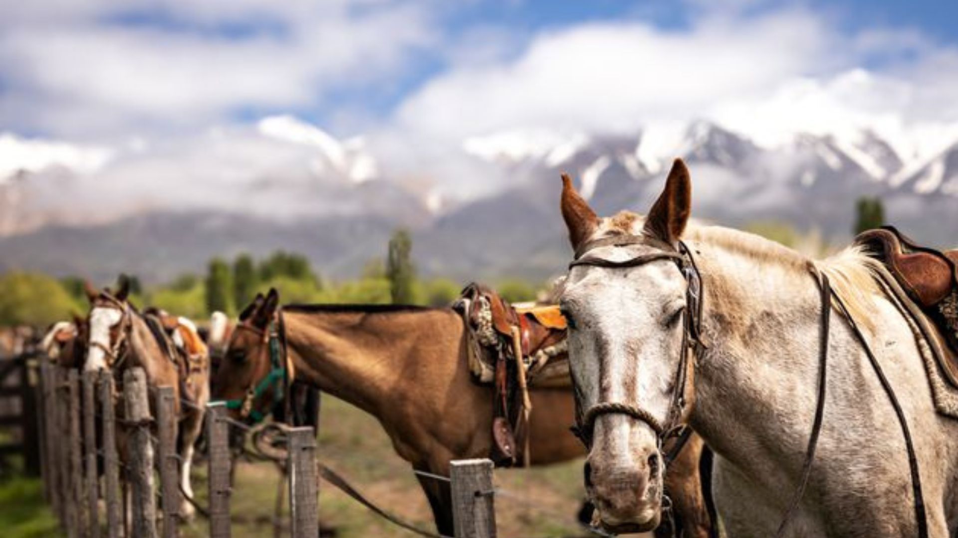 Local fauna in Mendoza
