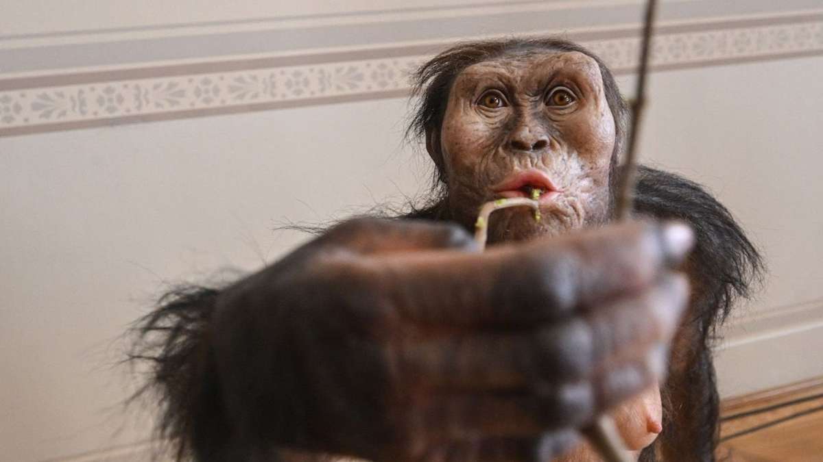 Lucyページ Prague Museum To Host Display Of 3.18 Million Year Old Lucy