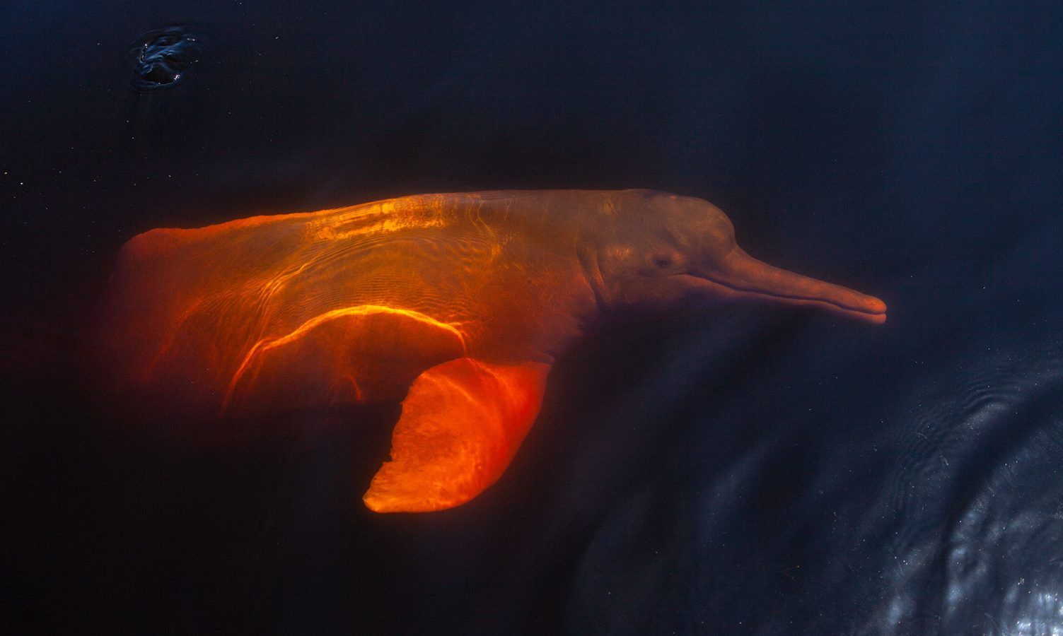 Tracking Pink Dolphins in the Amazon's Flood Plains