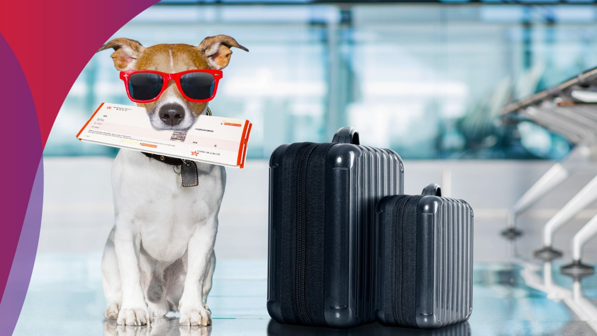 Flying with pets onboard