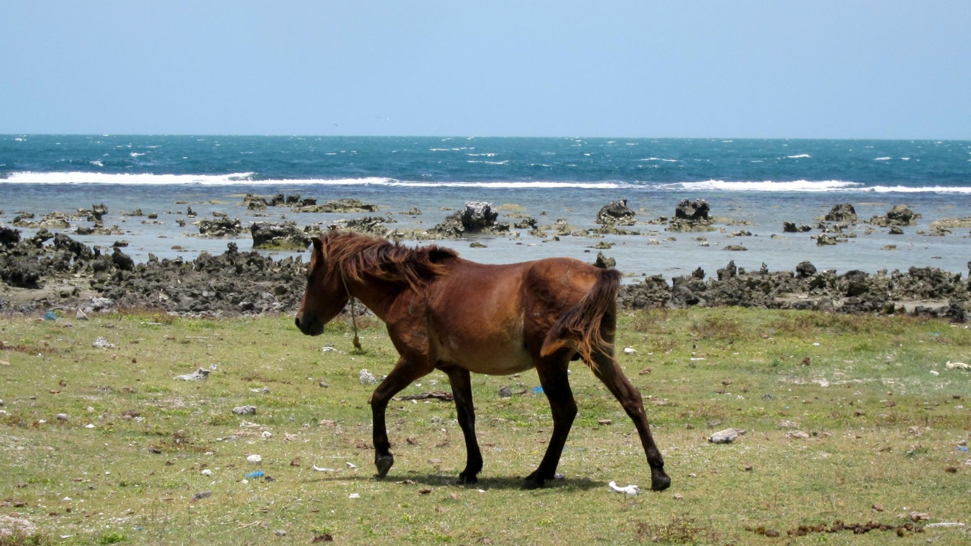 Northern Sri Lanka Travel Guide: Explore Jaffna, Mannar And Delft Island