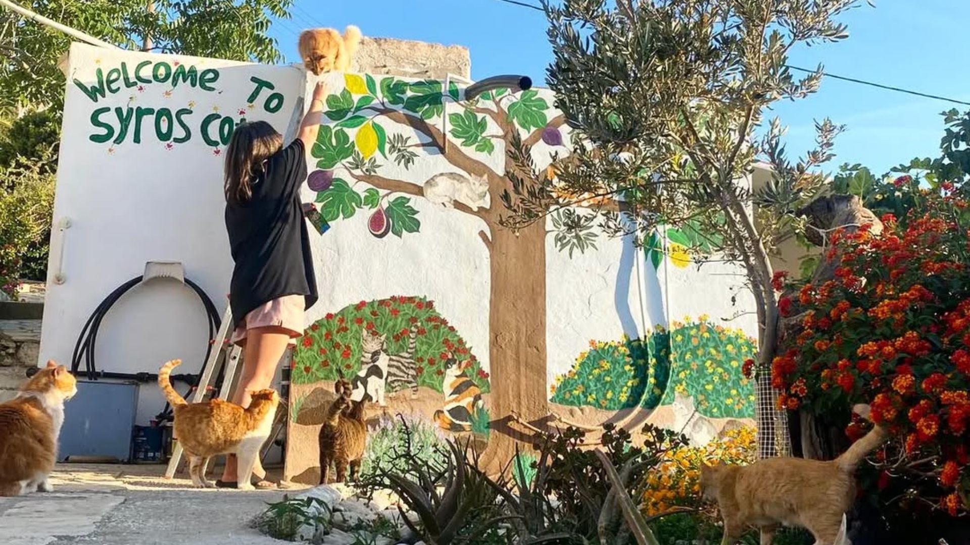 syros island cats 