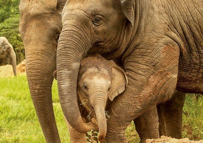 World Elephant Day