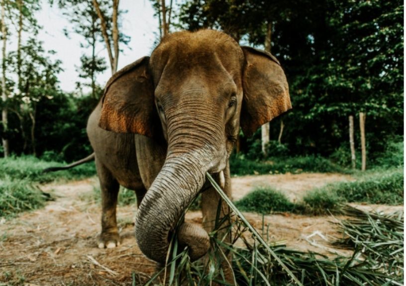 World Elephant Day