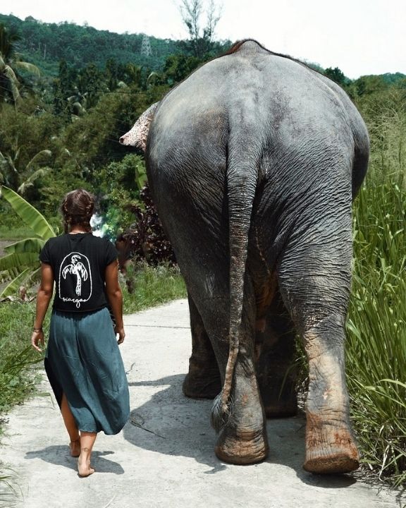 World Elephant Day