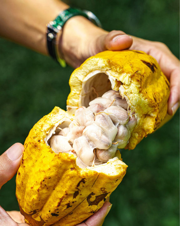 cacao pod