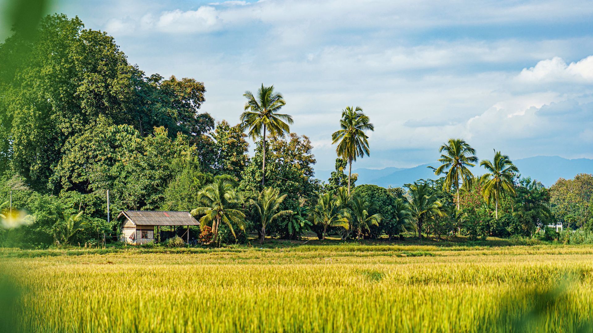 paddy fields