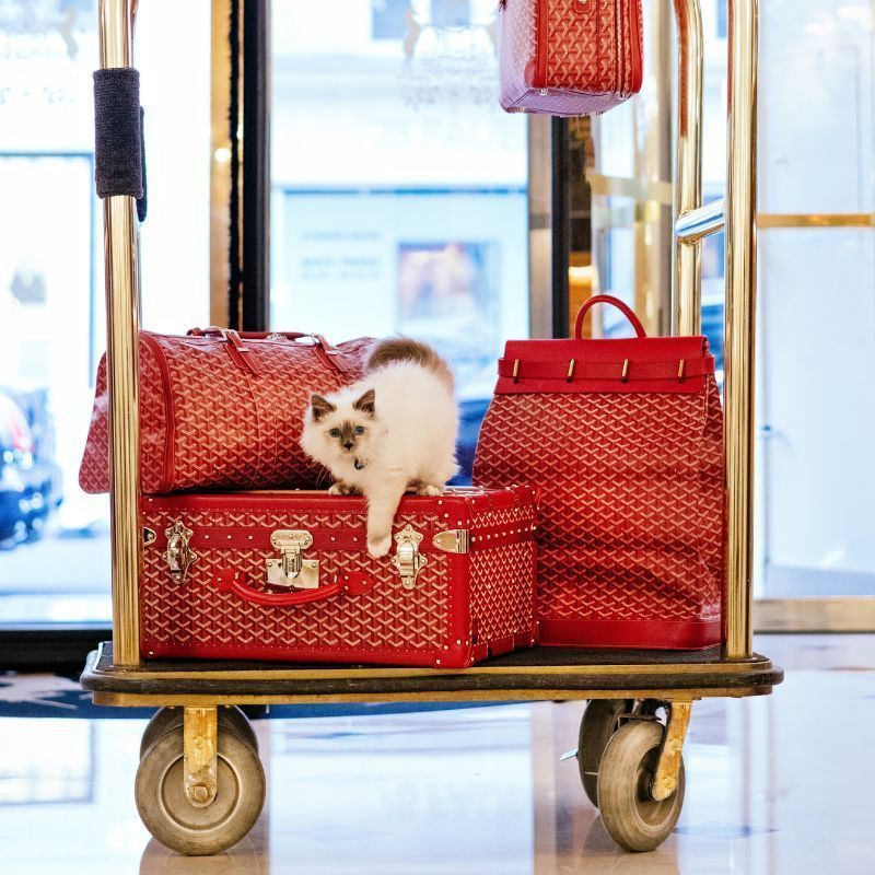 These Hotels Have The Cutest Brand Ambassadors — Birds &amp; Animals!