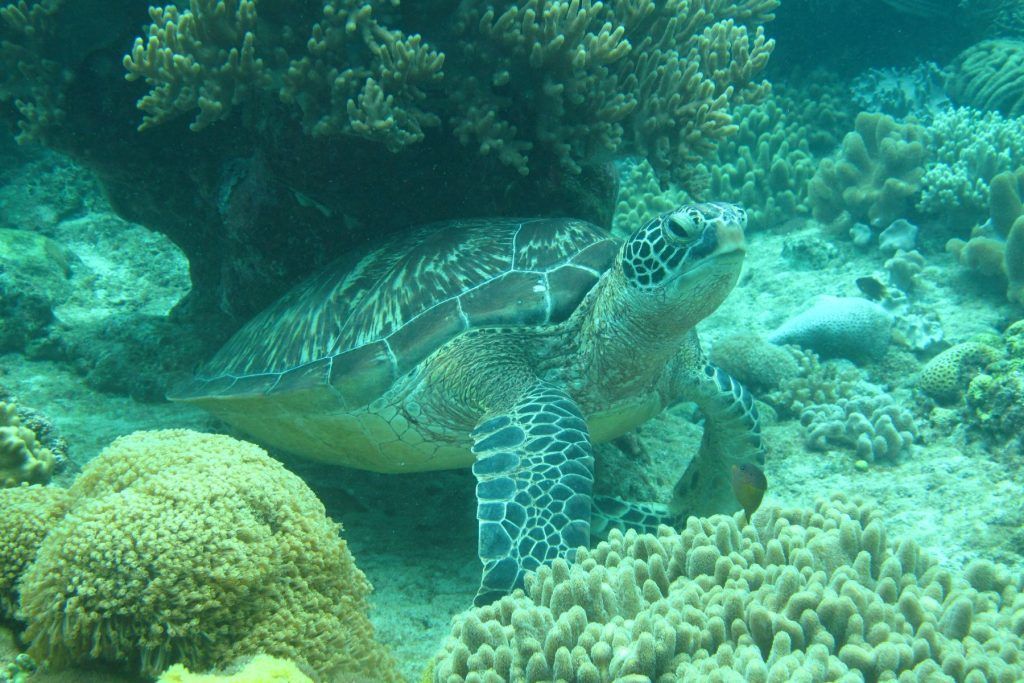The PhilippinesA sea green hawksbill turtle in Boljoon, Cebu