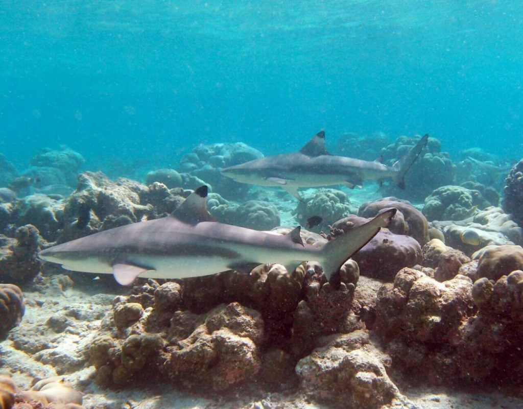 Kurumba Maldives: Snorkel alongside sharks