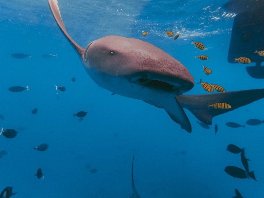 diving-kurumba