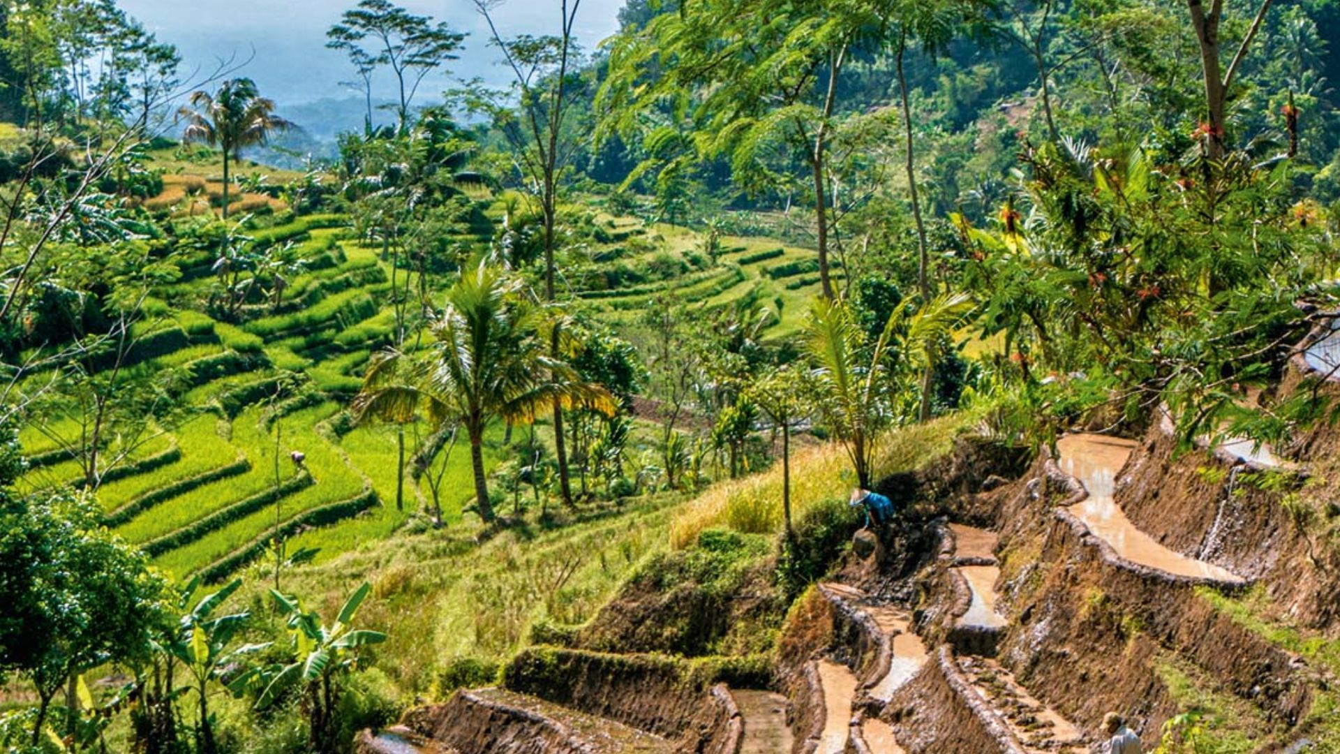 rice terraces