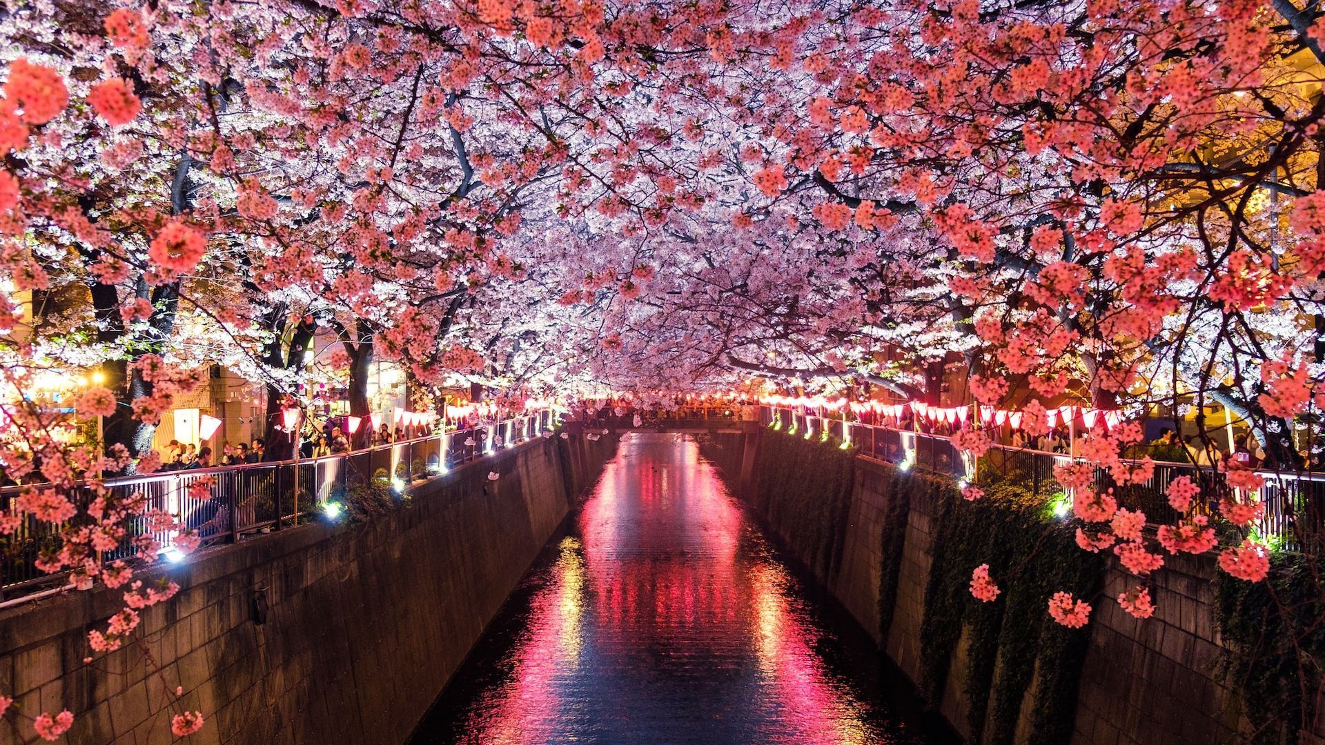 Sakura season underway in Japan