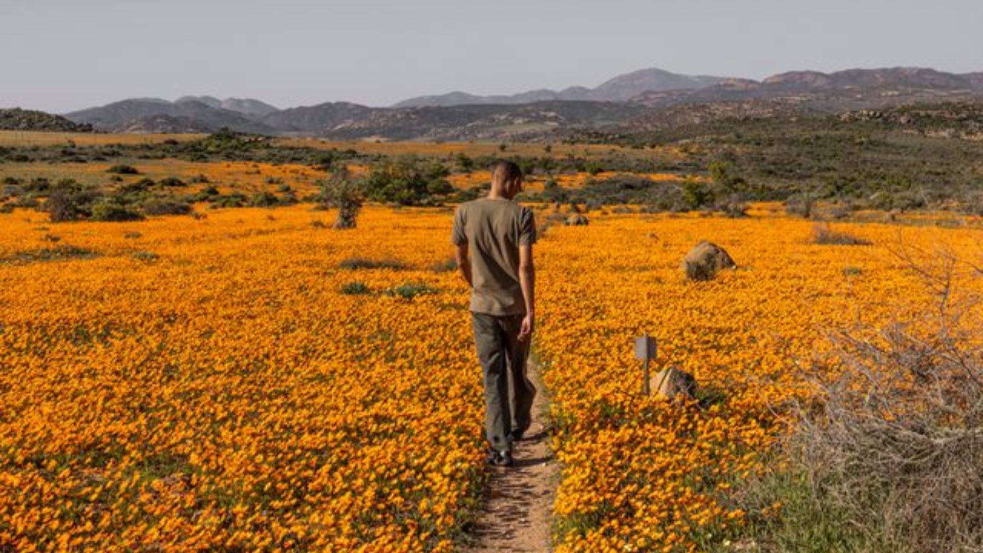 The Super Bloom In South Africa Has Amazing Wildflower Views