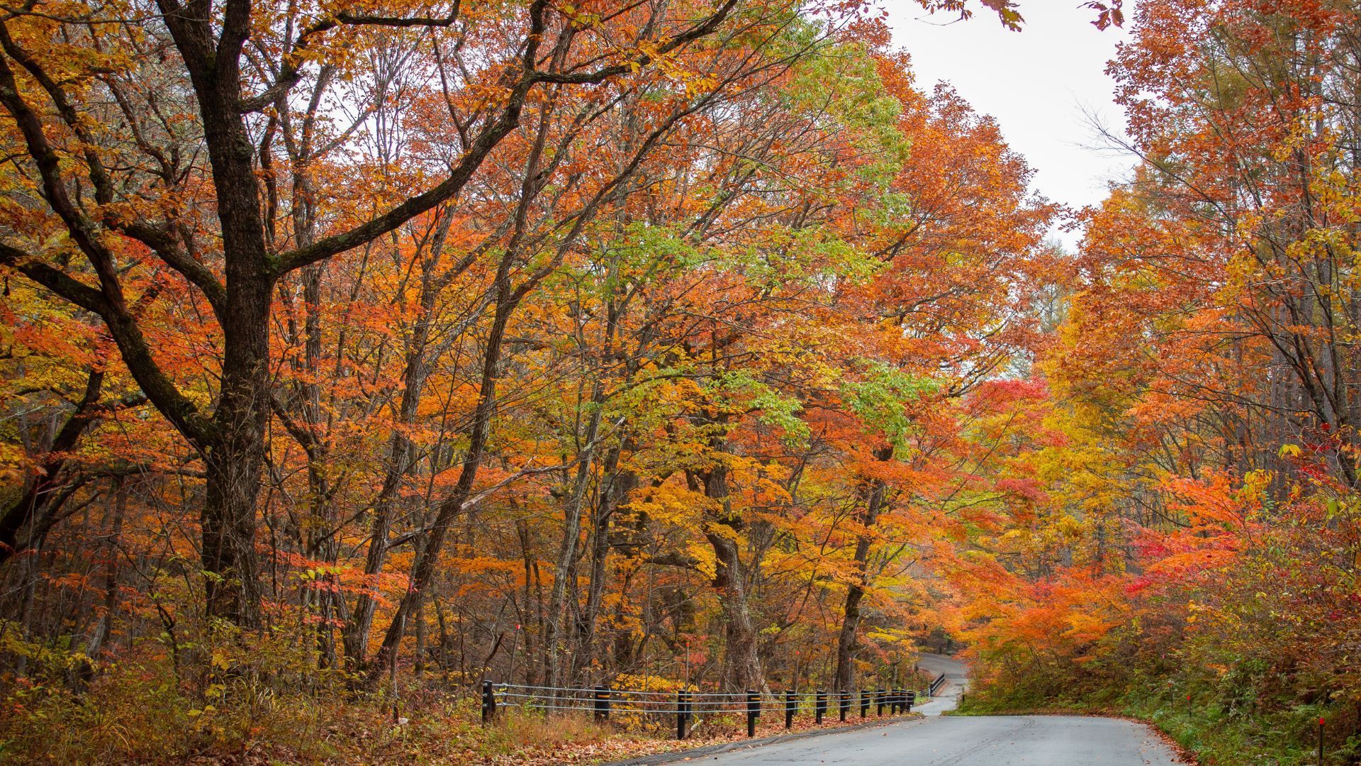 Japan Gets Ready For Fall Leaves Spectacle This Autumn