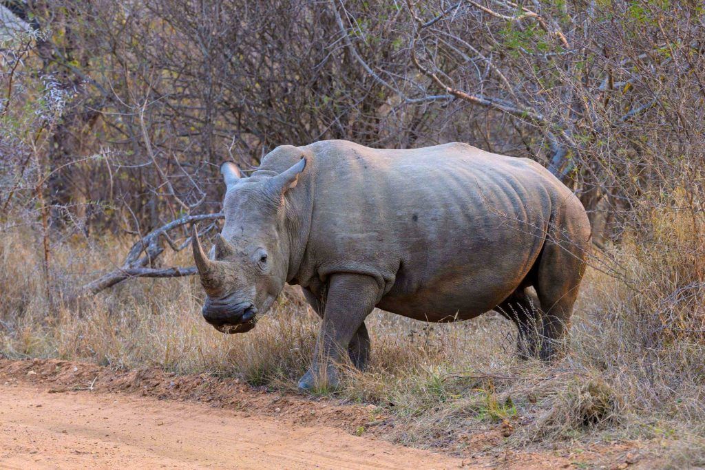 How This Family Found Heart and Home on Safari