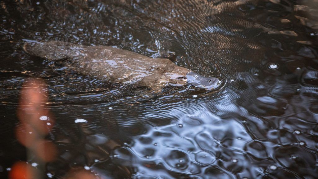 Spotting platypus in the wild