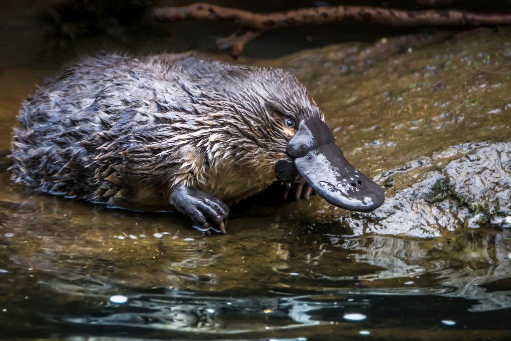 Platypus (Ornithorhynchus Anatinus)