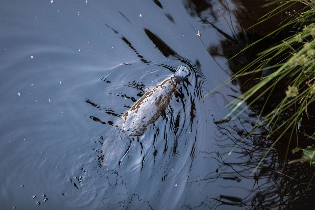 Platypus (Ornithorhynchus Anatinus)