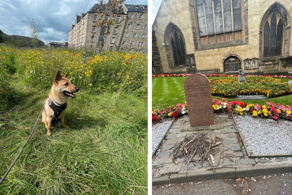 Is Scotland the DogFriendliest Luxury Vacation Destination?