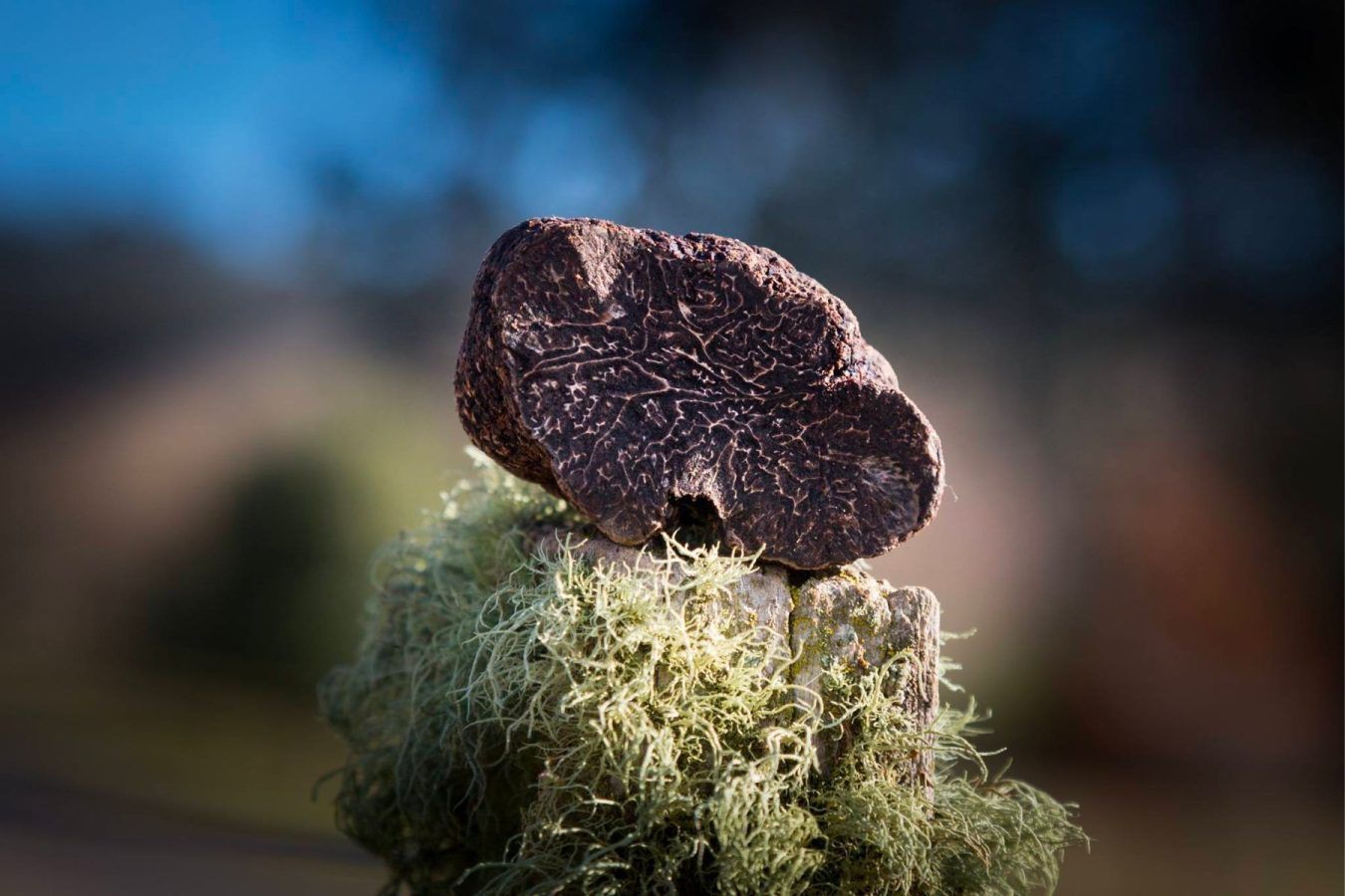 Istrian truffle, Accessories