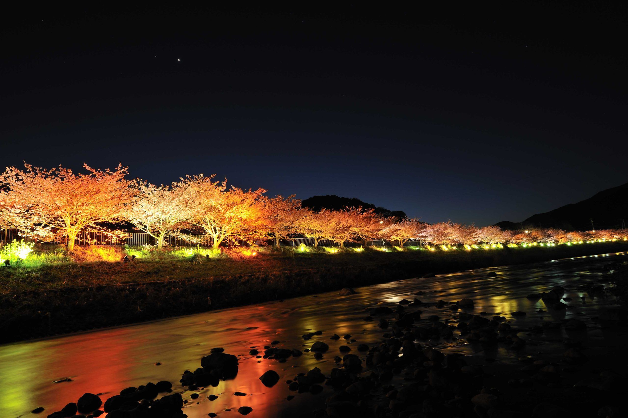 GRASS VALLEY 遥かなる光芒 ANNIVERSARY BEST iwafu - National Showa Memorial Park Cosmos Festival 2025