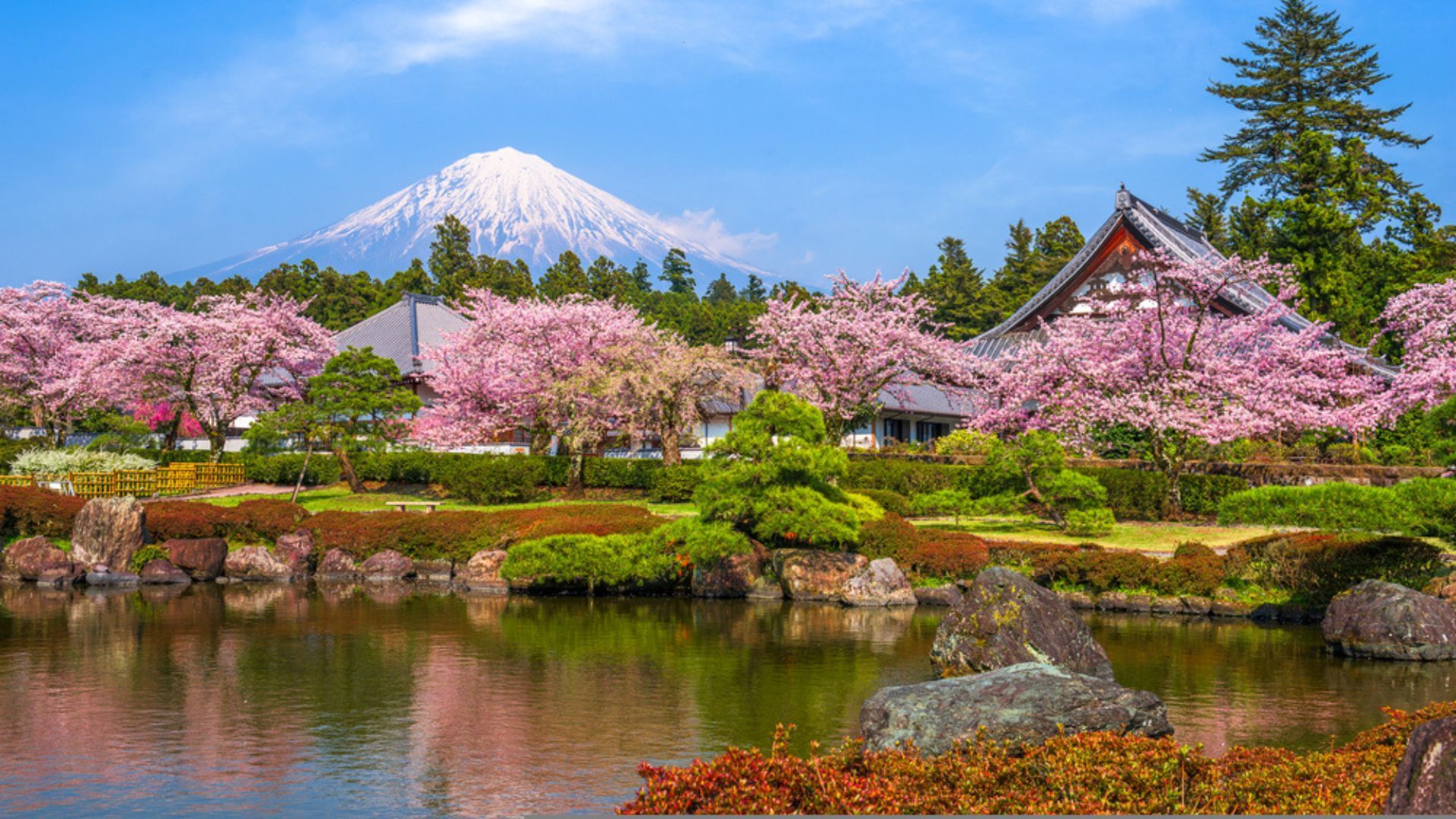Japan s Cherry Blossom Season Best Time To Catch Sakura In 2024 Japan s Cherry Blossom Season Best Time To Catch Sakura In 2024